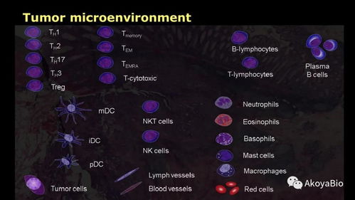 Phenoptics多色免疫荧光在肿瘤微环境空间分型及临床免疫治疗中的应用解析